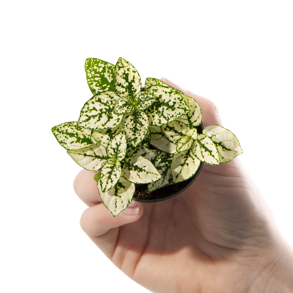 Гипоэстес Листоколосковый Вайт (Hypoestes Phyllostachya White) D6см