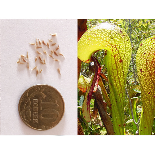Семена Дарлингтонии Калифорнийской (Darlingtonia californica) 10 шт