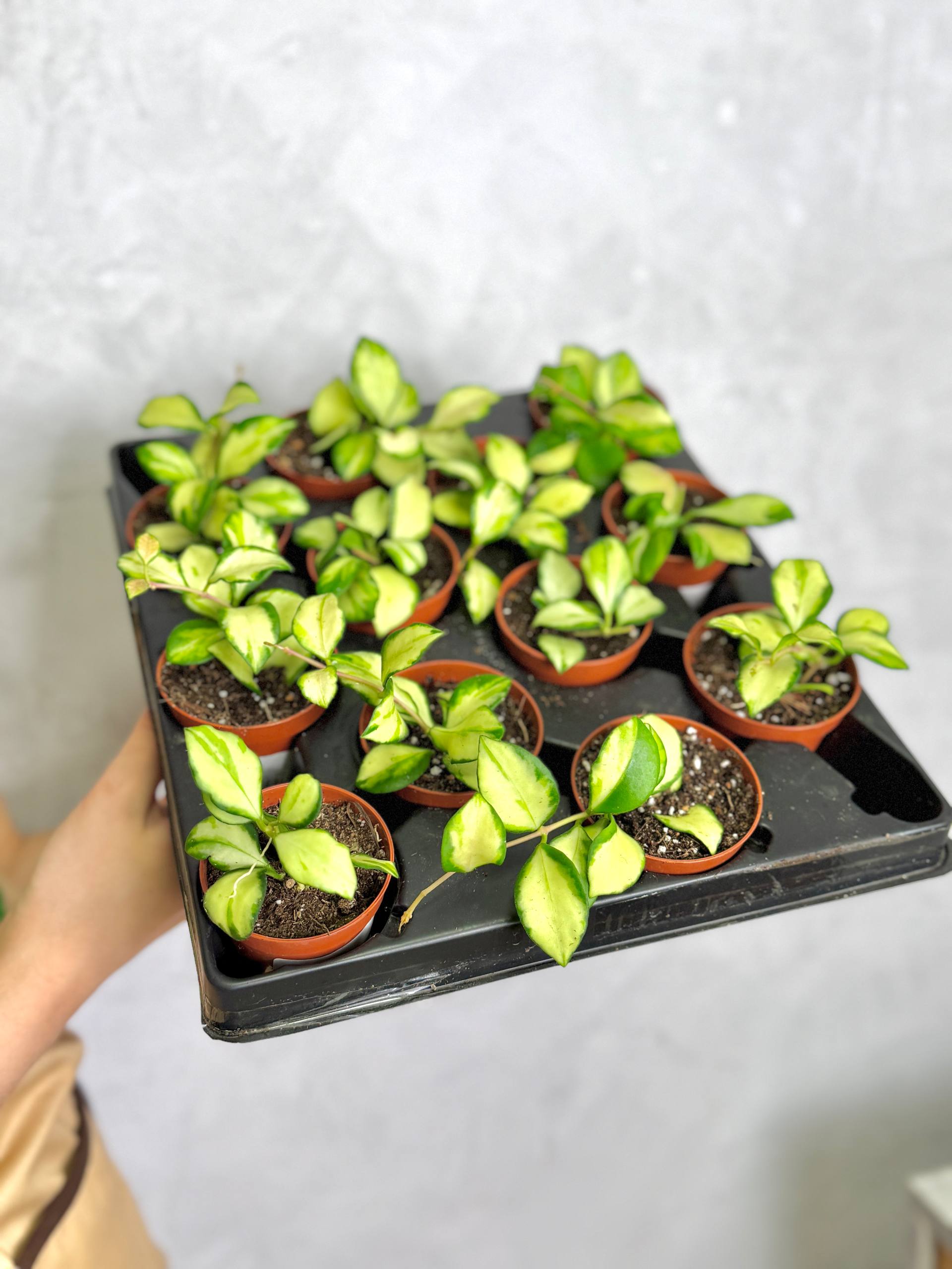 Хойя Хешкелиана Вариегатная (Hoya Heuschkeliana Variagata) D6см