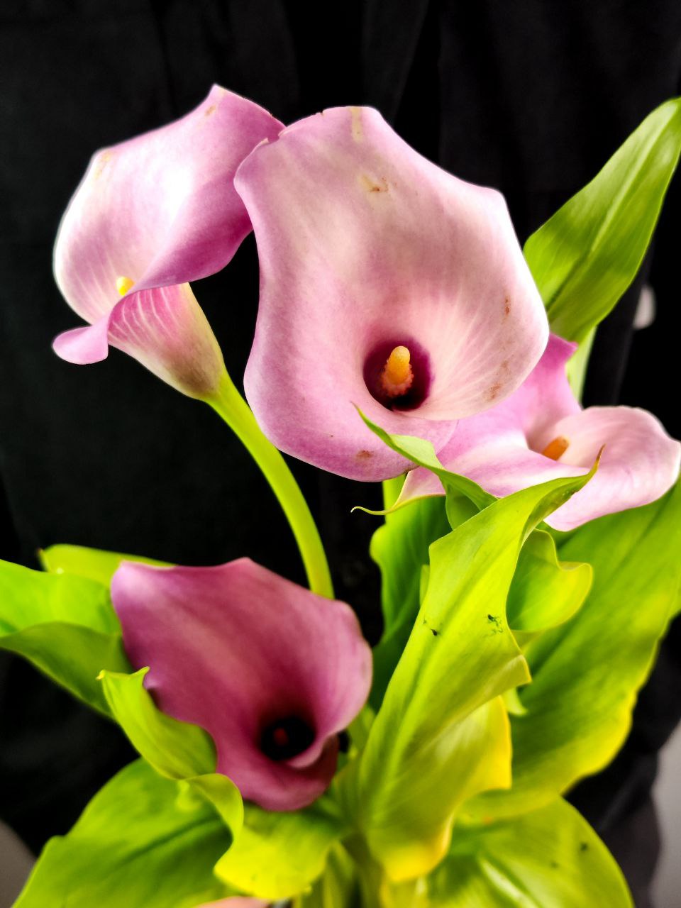 Зантедеския Розовая (Zantedeschia Pink) D12см