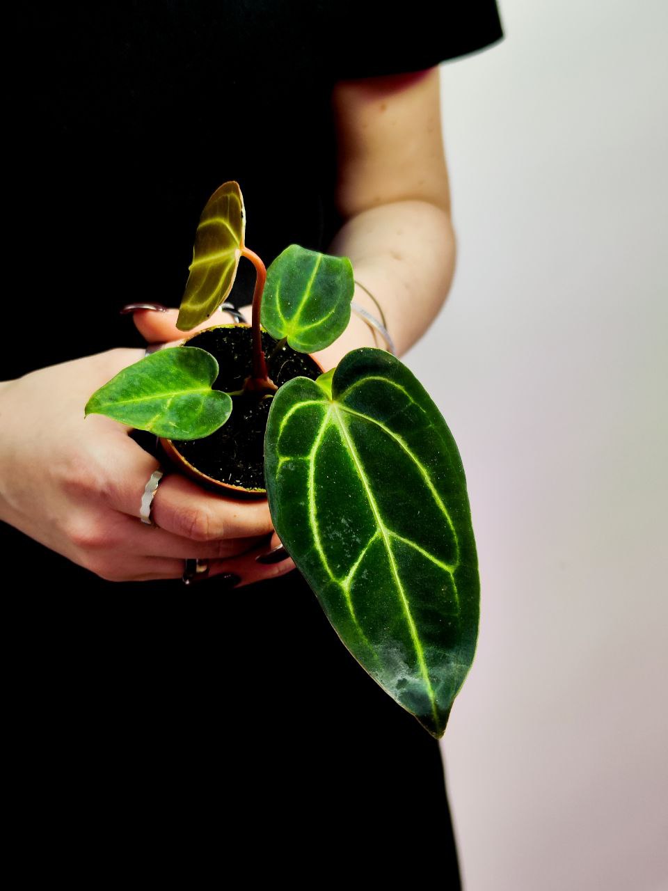 Антуриум Регал (Anthurium Regale) D6см