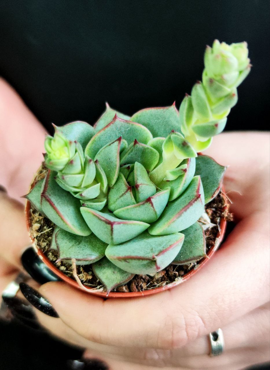 Эхеверия Фабиола (Echeveria Fabiola) D5см