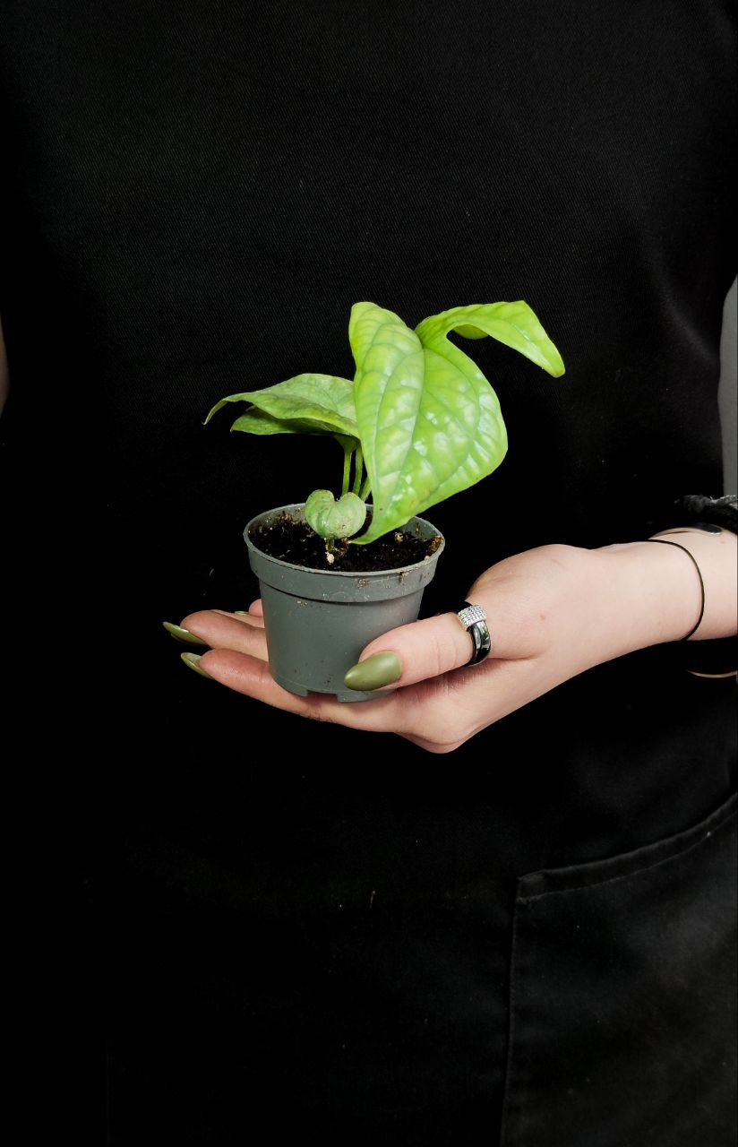 Монстера Амидриум Медиум Сильвер (Monstera Amydrium Medium Silver) D6см