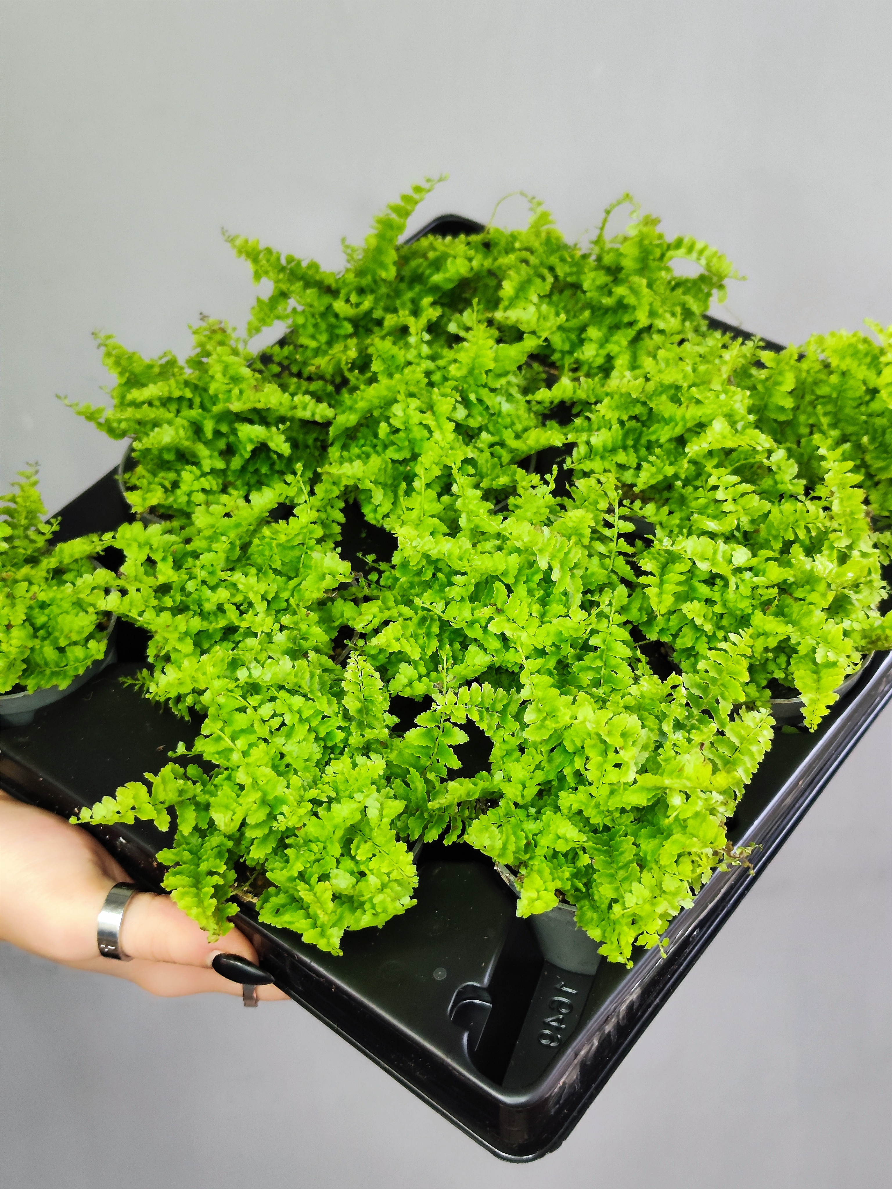Нефролепис Возвышенный (Nephrolepis Exaltata Fluffy Ruffle) D6см