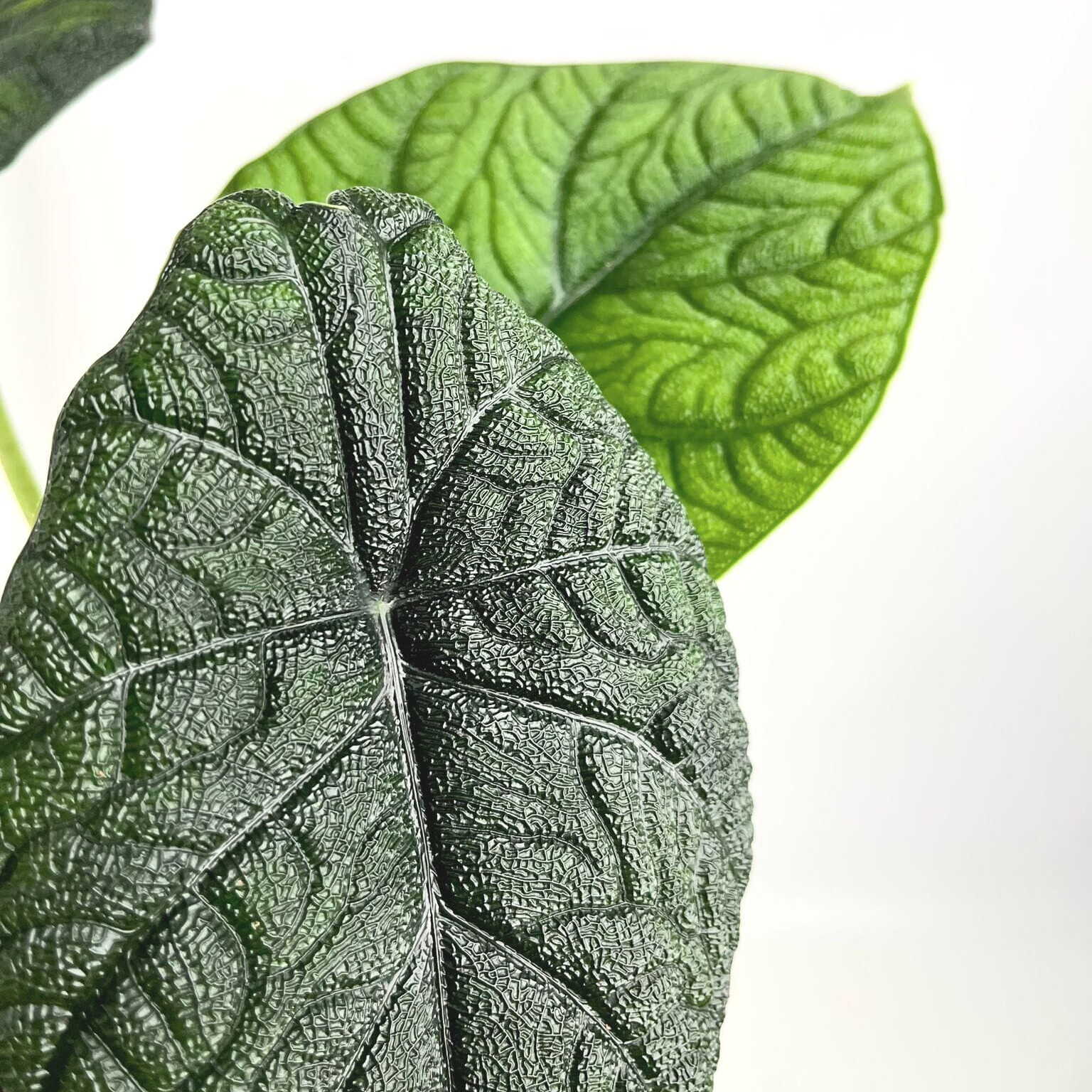 Алоказия Мело (Alocasia Melo) D6см