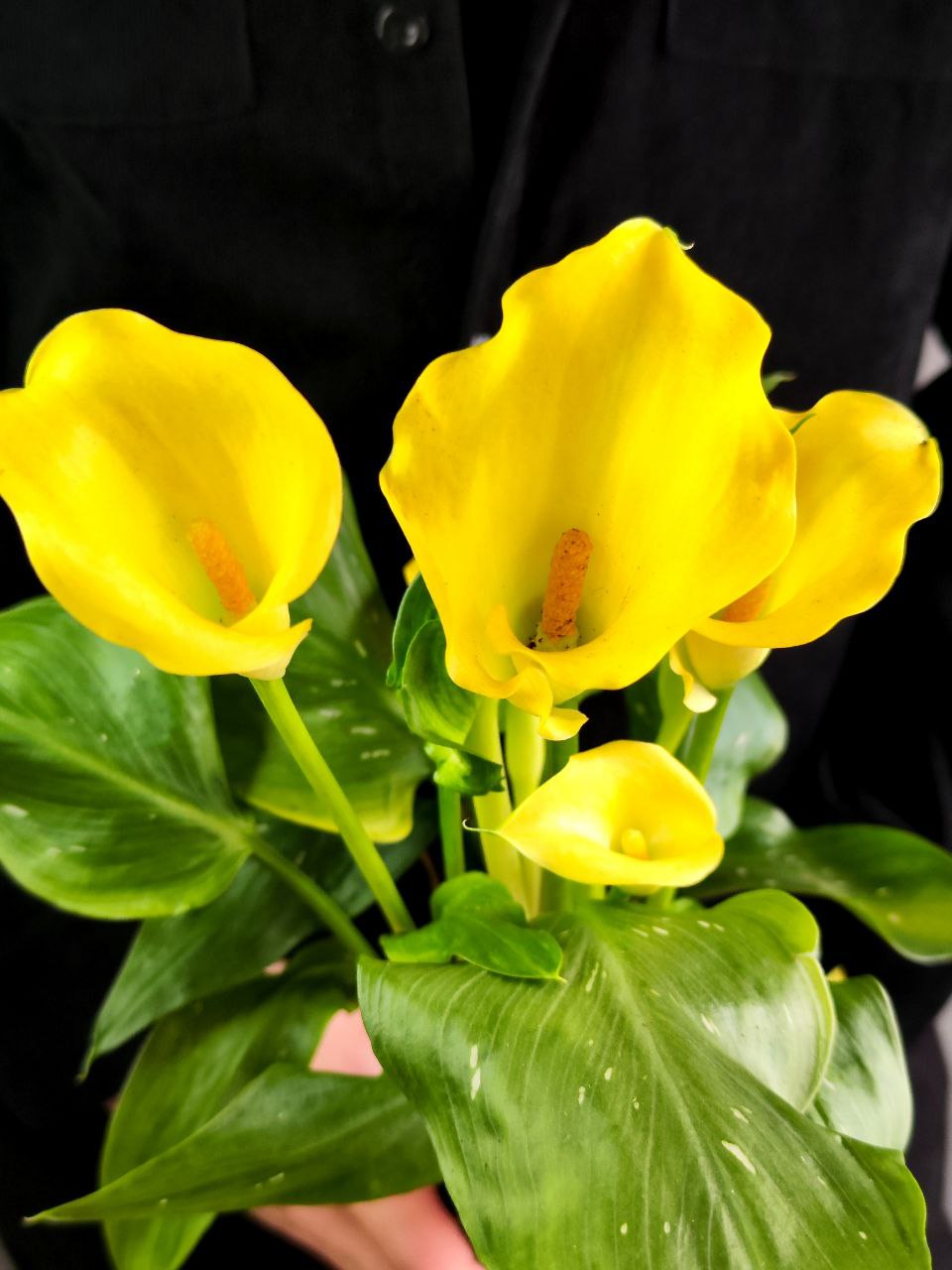 Зантедеския Желтая (Zantedeschia Yellow) D12см