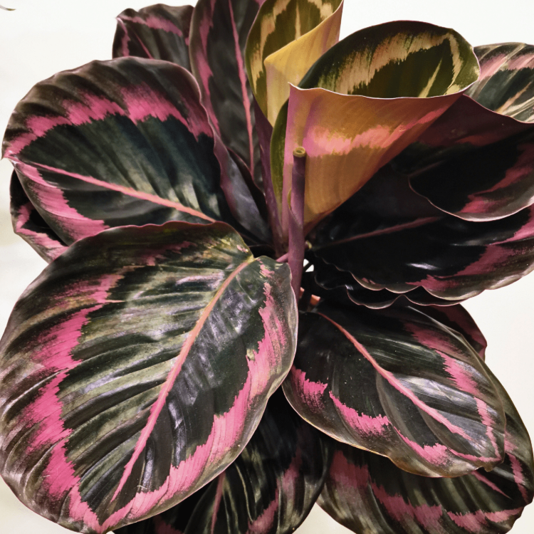 Калатея Розеопикта Джесси (Calathea Roseopicta Jessy) D6см