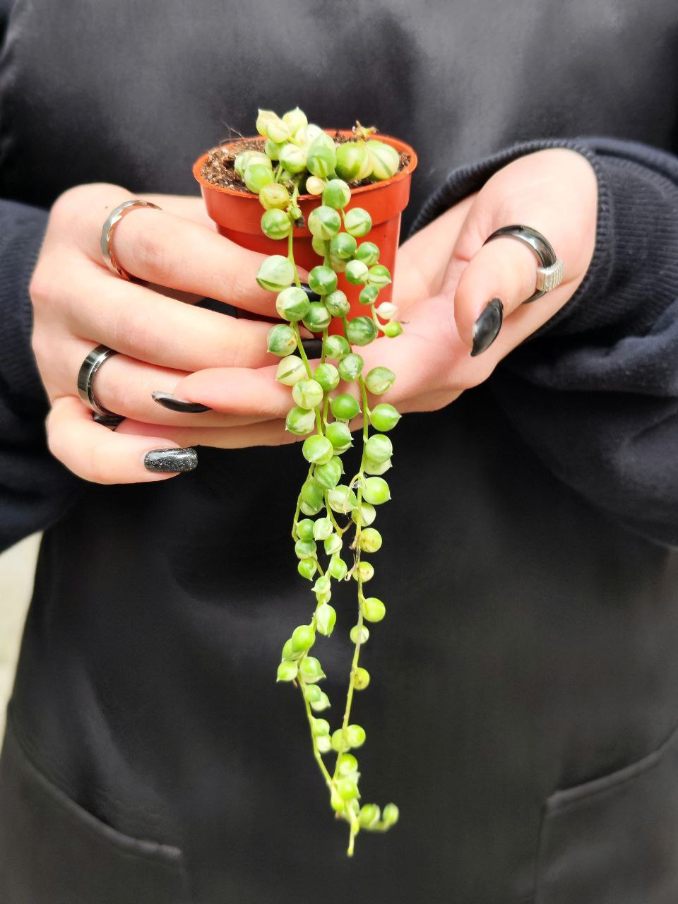 Крестовник Роули Вариегатный (Senecio Rowleyanus Variegata) D6см
