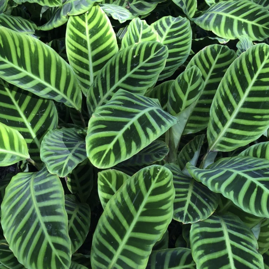 Калатея Зебрина (Calathea Zebrina) D7см