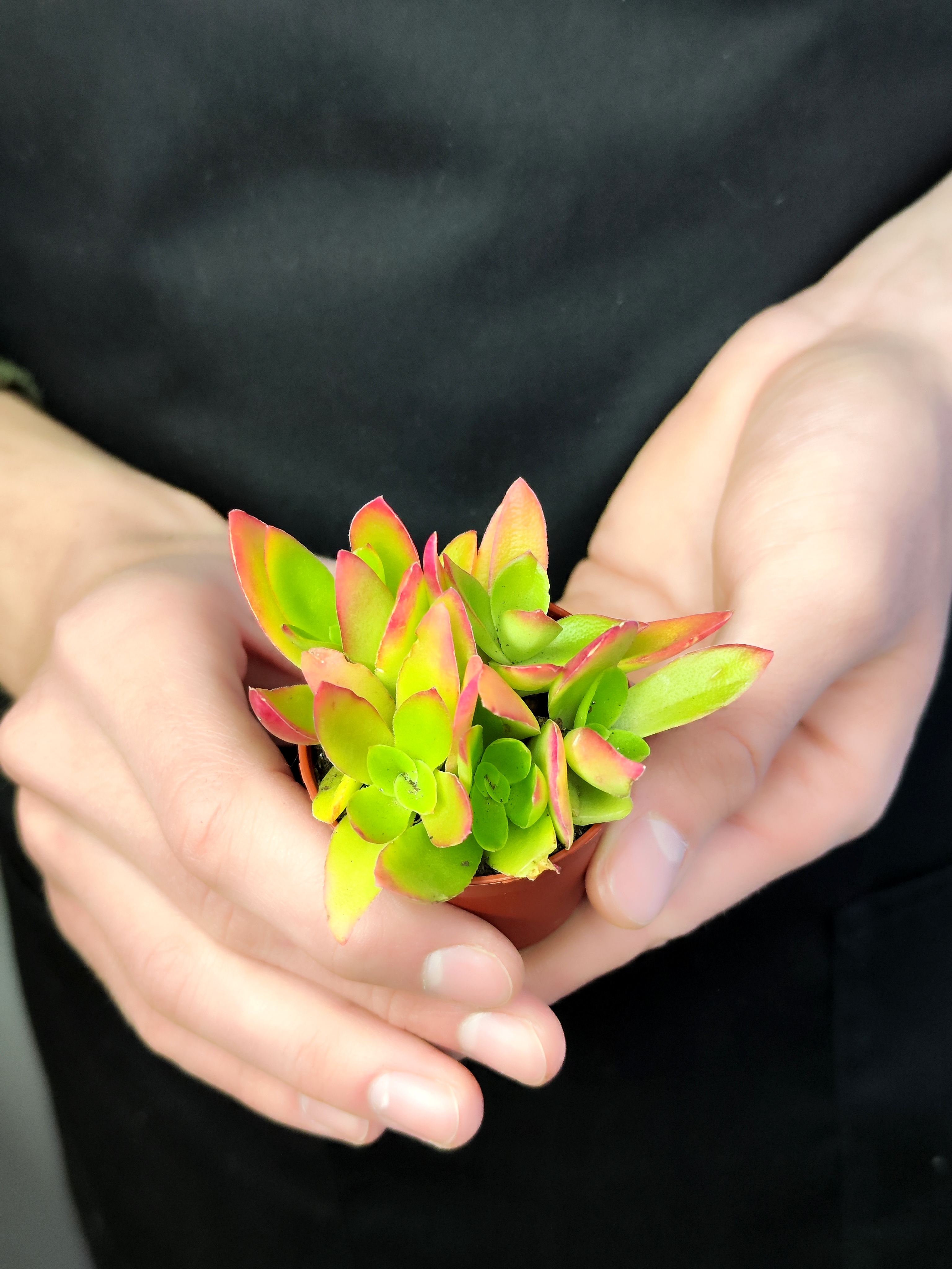 Крассула Капителла Кэмпфайер Ред (Crassula Capitella Campfire Red) D5см