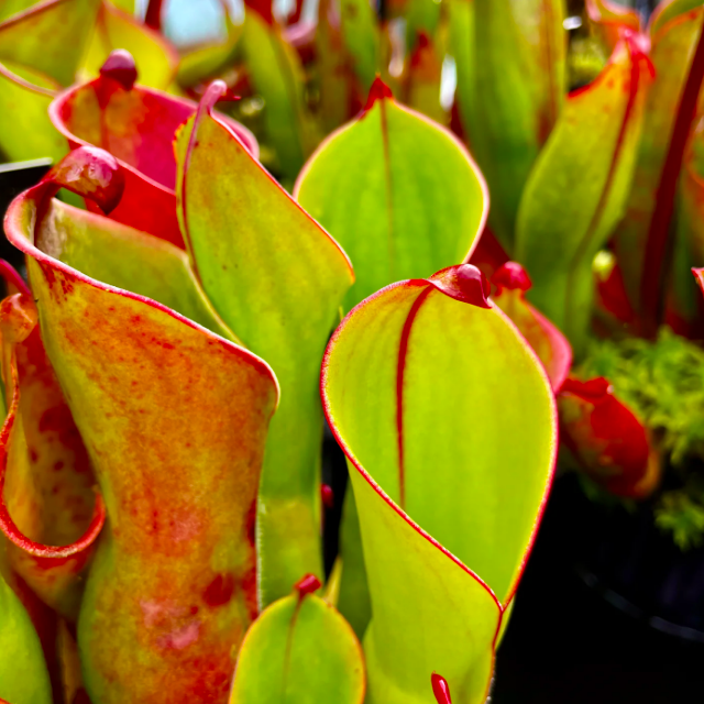 Гелиамфора (Heliamphora Heterodoxa x Minor) D9см