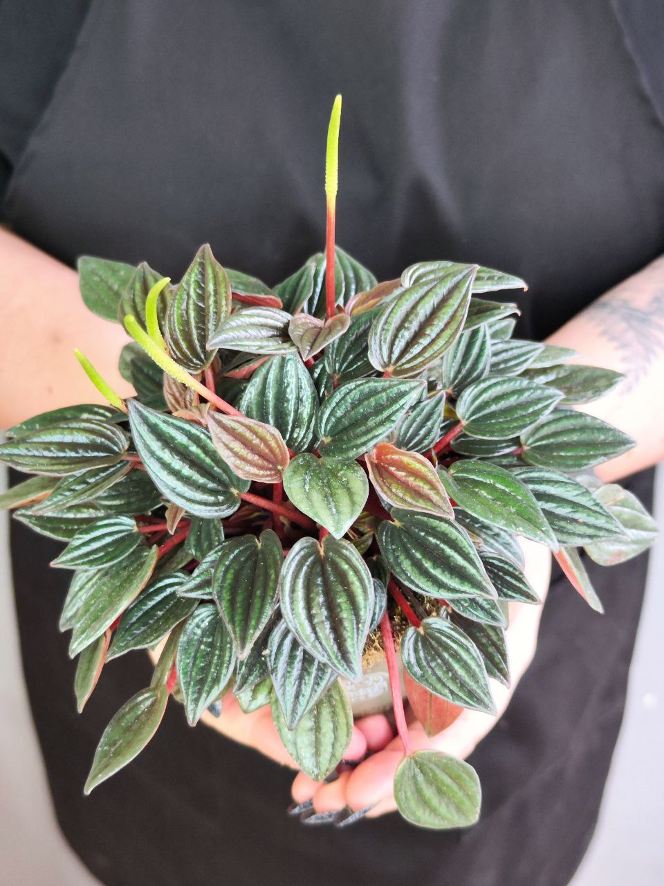 Пеперомия Лима (Peperomia Lima) D11см
