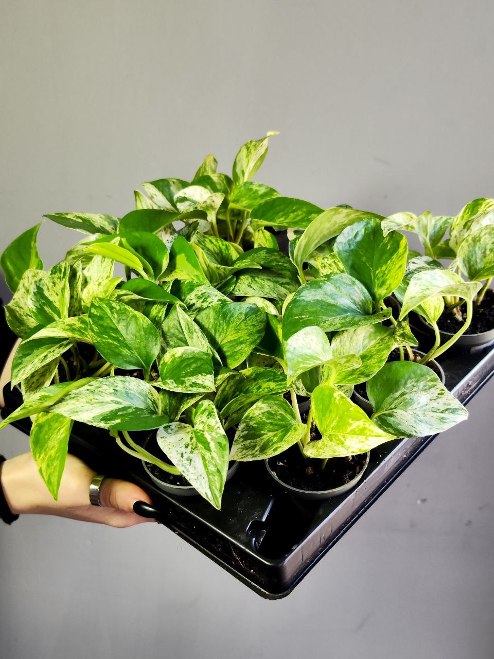 Эпипремнум Марбл Квин, Сциндапсус (Epipremnum Pinnatum Marble Queen) D6см