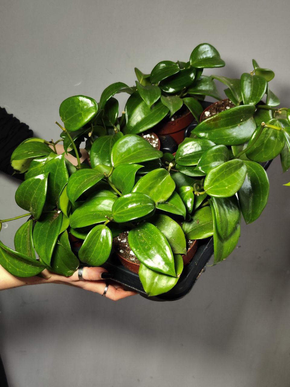 Хойя Саравак (Hoya Sarawak) D12см