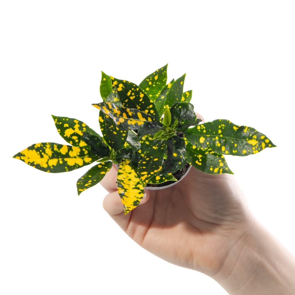 Кодиеум, или Кротон Аукуболистный (Codiaeum Aucubaefolia) D6см