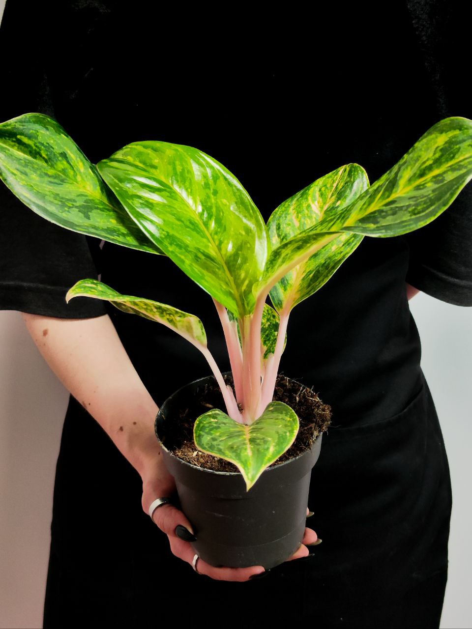 Аглаонема Пич Перл (Aglaonema Peach Pearl) D12см