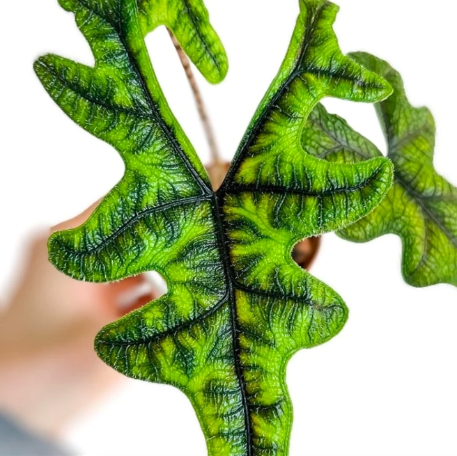 Алоказия Жаклин (Alocasia Jacklyn) D6см