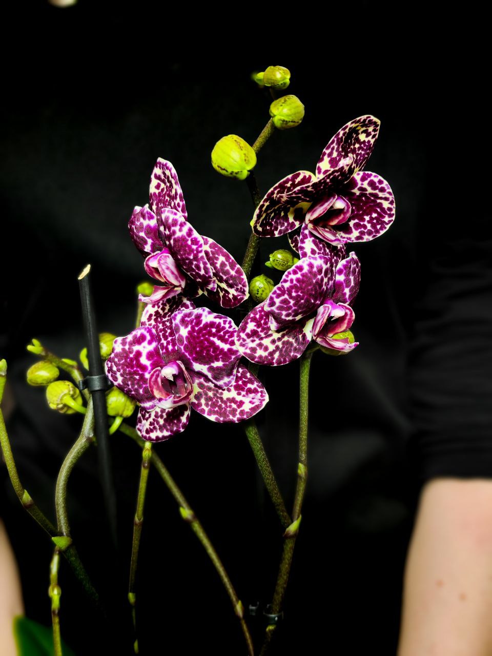 Фаленопсис Дикий Кот (Phalaenopsis Lioulin Wild Cat) D12см