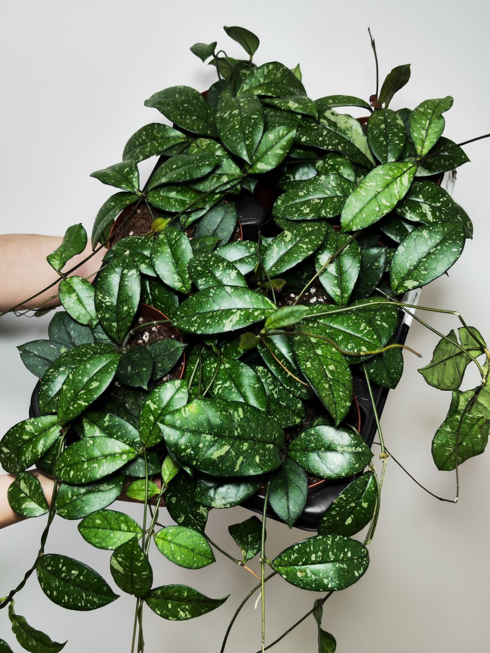 Хойя Крассиопетиолата Сплеш Раунд Лиф (Hoya Сrassipetiolata Splash Round Leaf) D12см