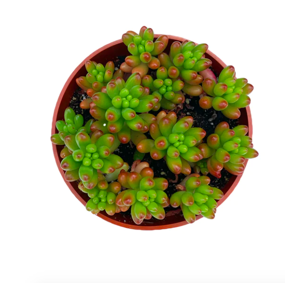 Седум Рубротинктум Мини (Sedum Rubrotinctum Mini) D5см