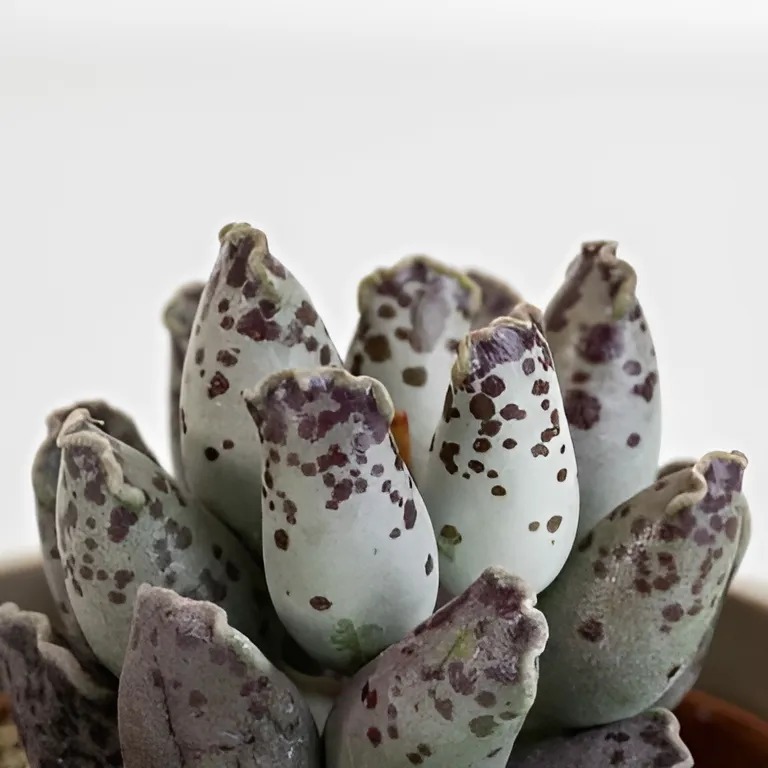 Адромискус Грей (Adromischus Grey) D8см