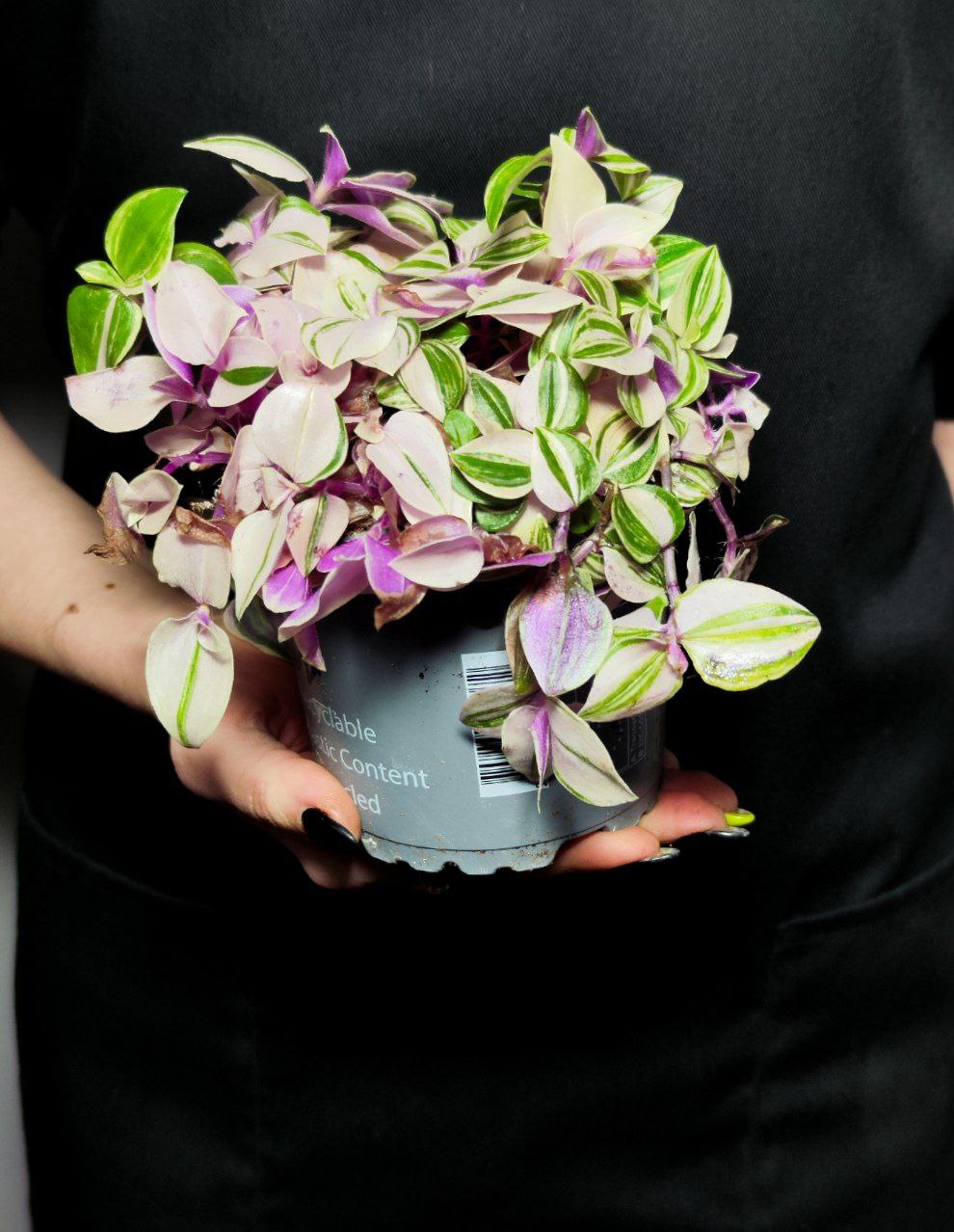 Традесканция Флюминенсис Триколор (Tradescantia Fluminensis Tricolor) D10см