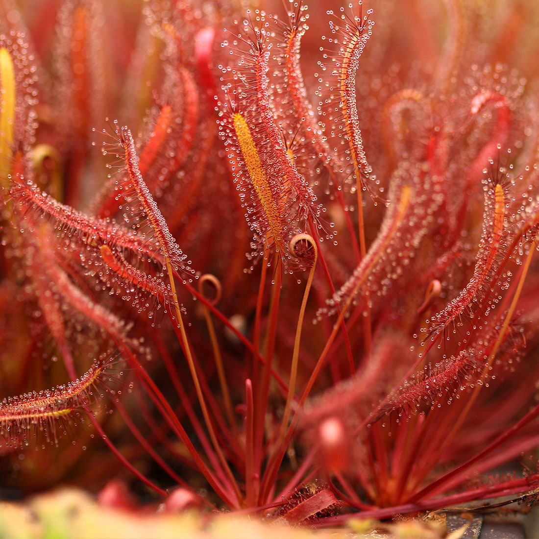 Росянка Капская Красная (Drosera Сapensis Red Leaf) D9см