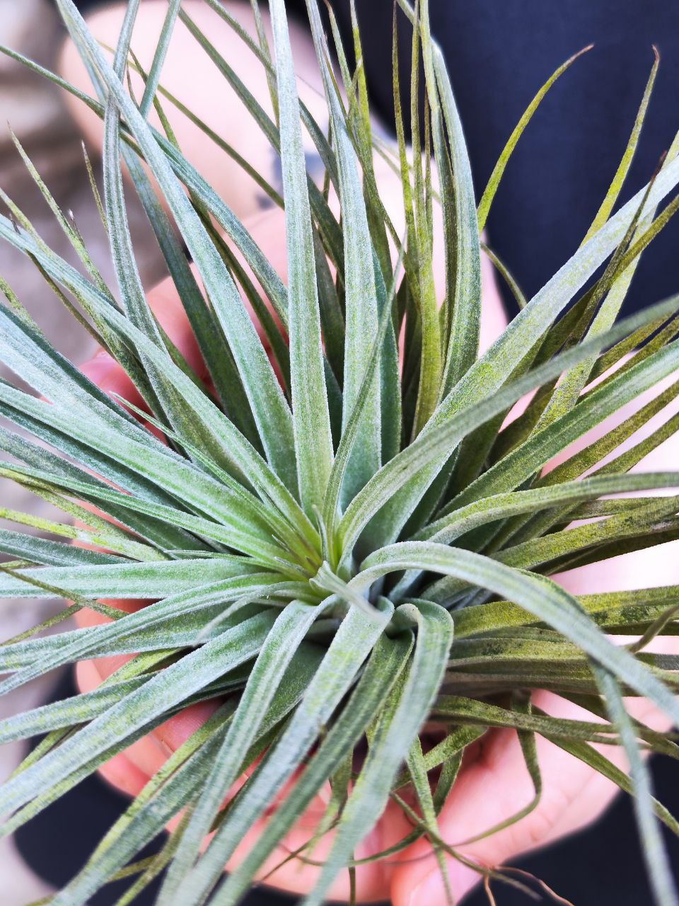 Тилландсия Хьюстон XL (Tillandsia Houston XL)
