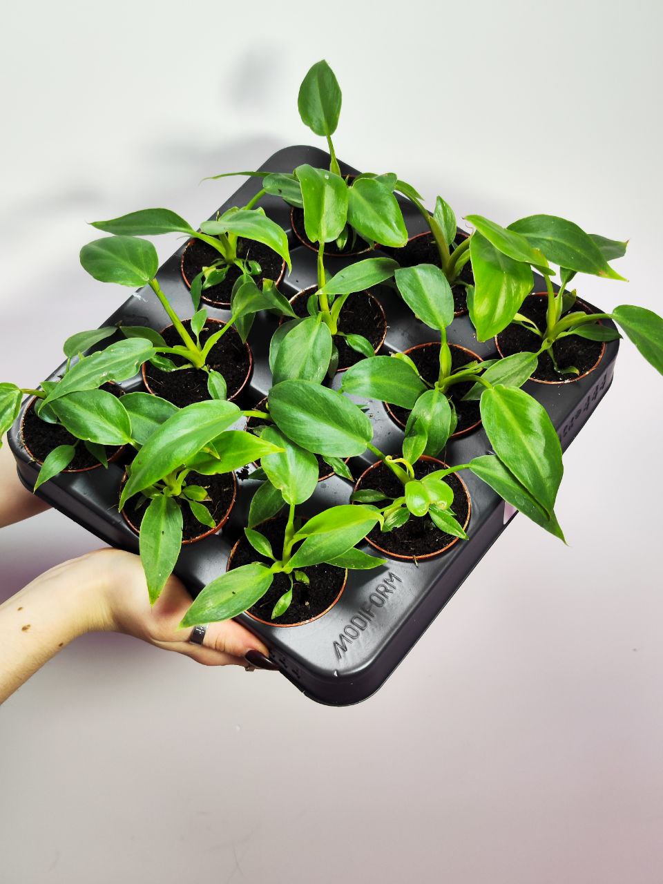 Филодендрон Радиатум (Philodendron Radiatum) D6см