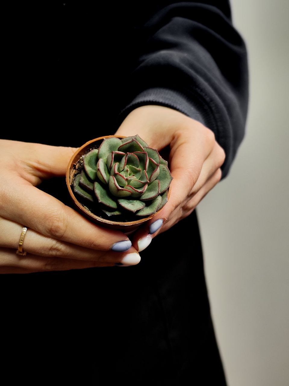 Эхеверия Морани (Echeveria Moranii) D5см