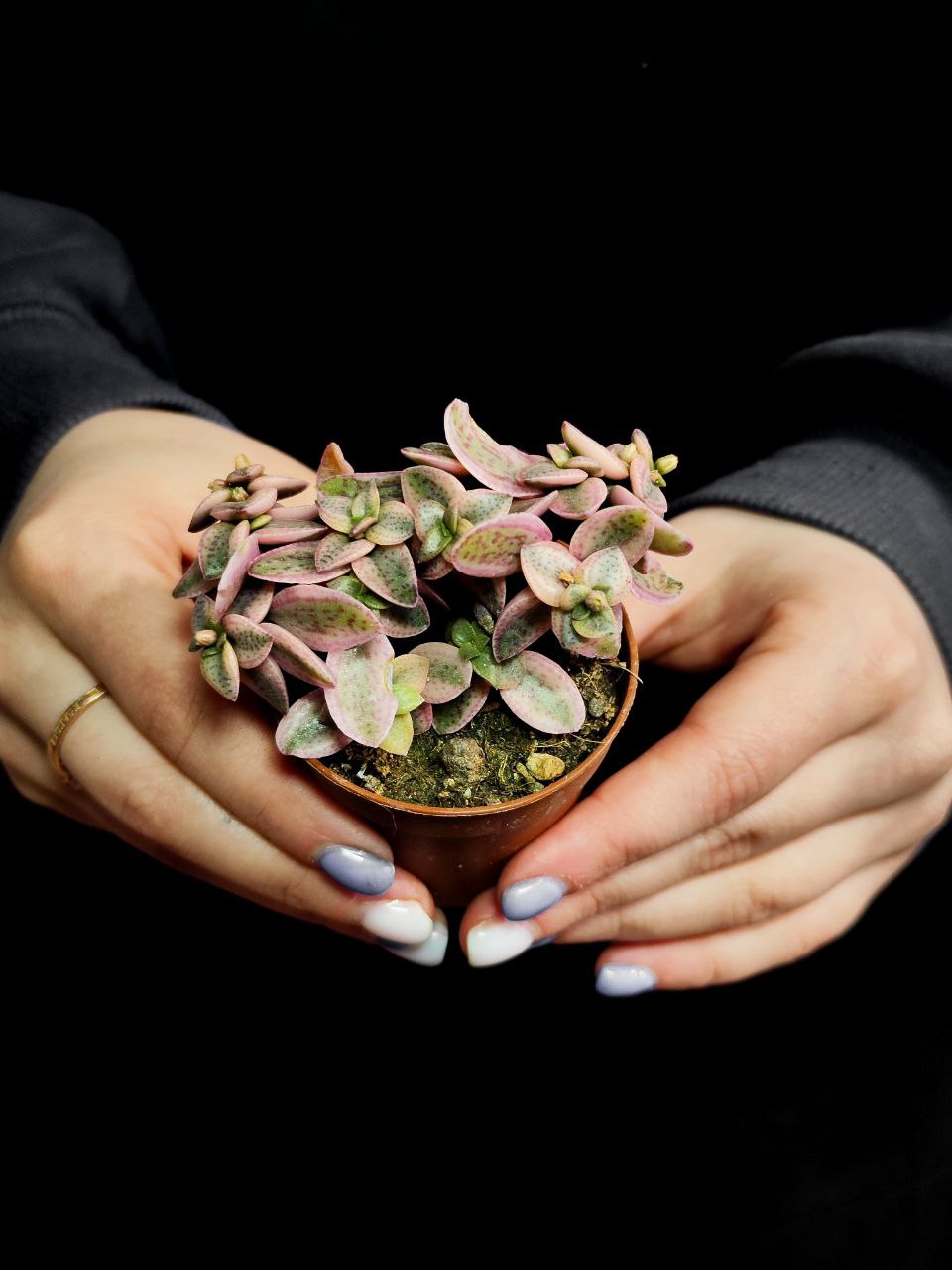 Крассула Капителла Розеа (Crassula Capitella Rosea) D5см