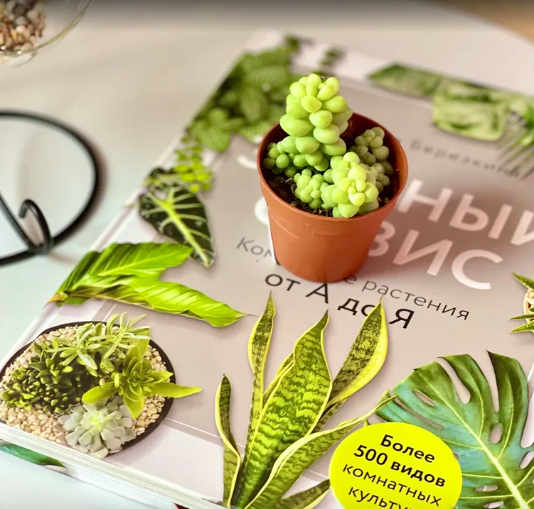 Седум Буррито (Sedum Burrito) D5см