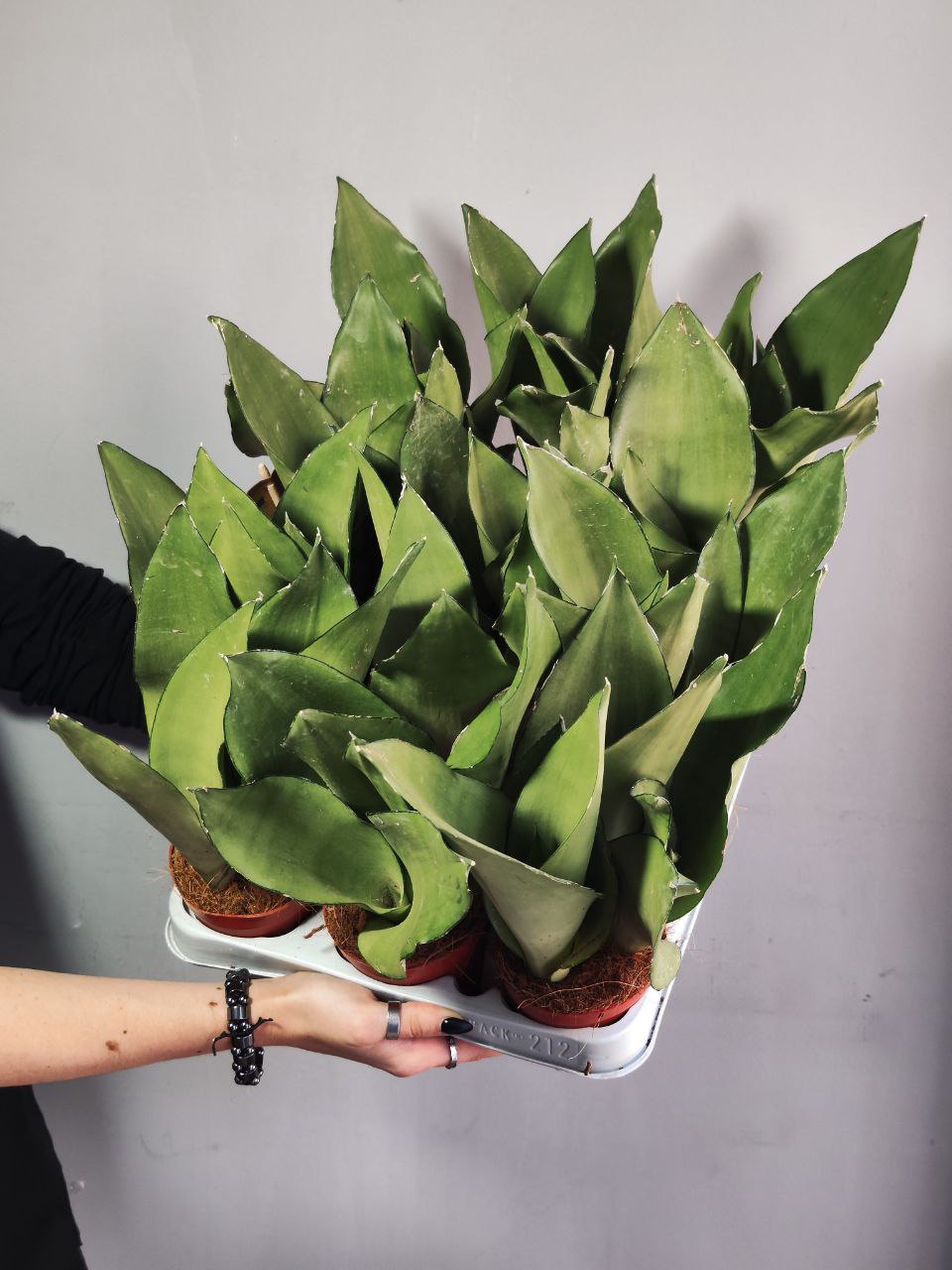 Сансевиерия Муншайн (Sansevieria Moonshine) D9см