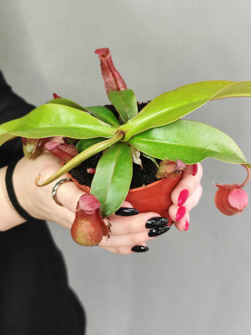 Непентес Кровавая Мэри (Nepenthes Bloody Mary) D9см