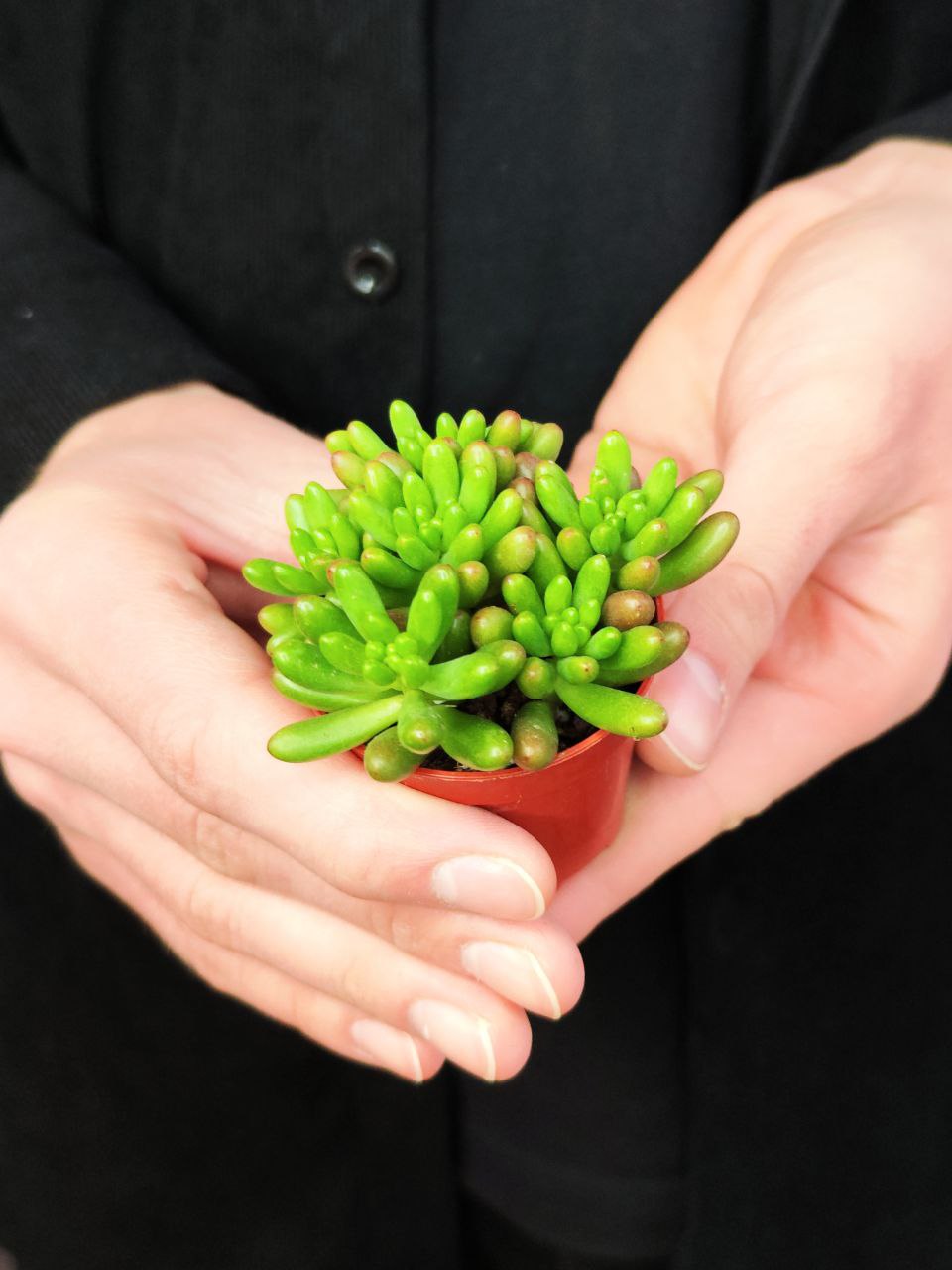 Седум Рубротинктум Грин (Sedum Rubrotinctum Green) D5см