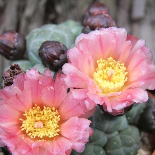 Кактус Пуна Инермис (Cactus Puna Bonnieae Inermis) D6,5см