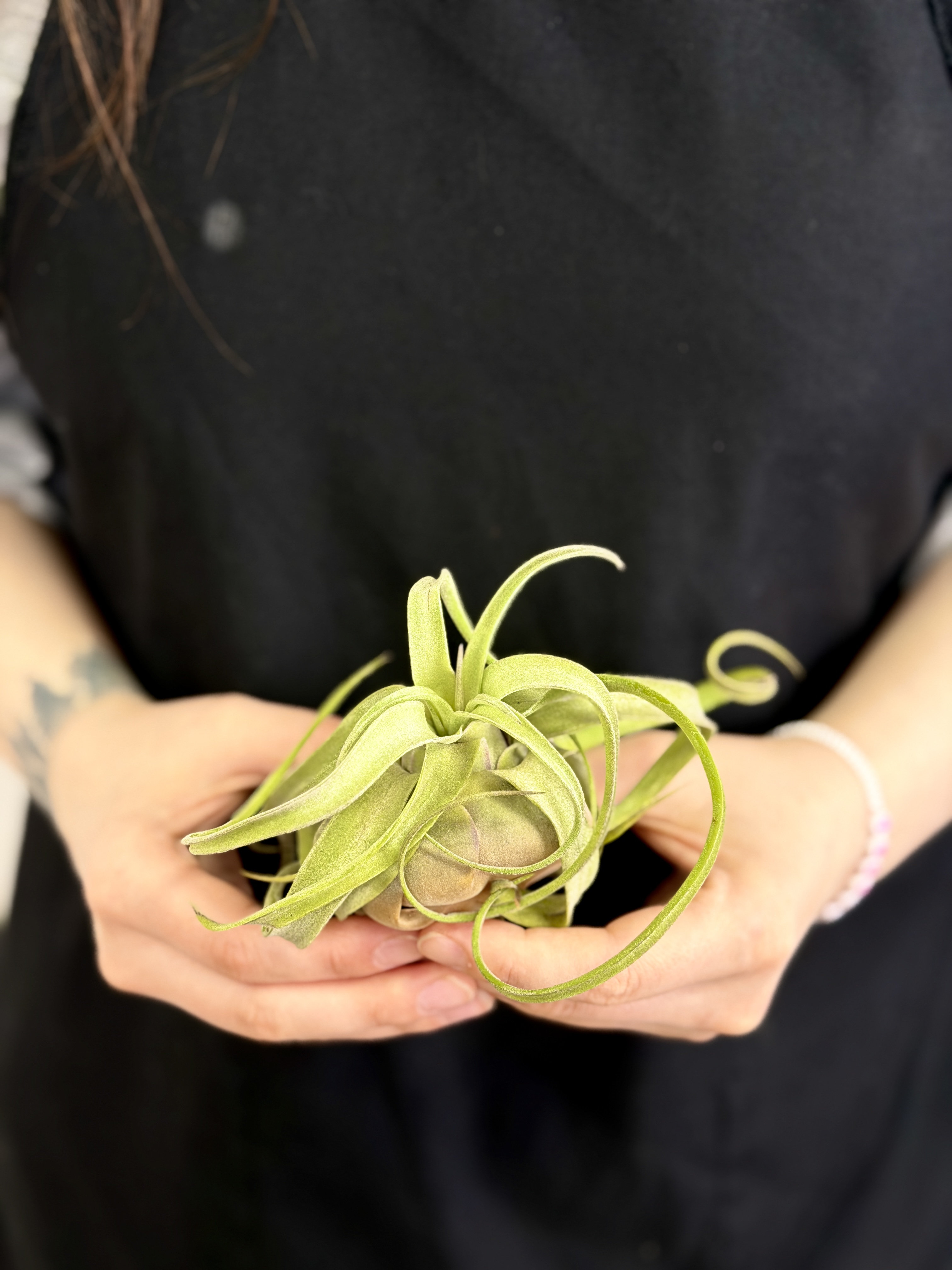 Тилландсия Стрептофилла (Tillandsia Streptophylla)
