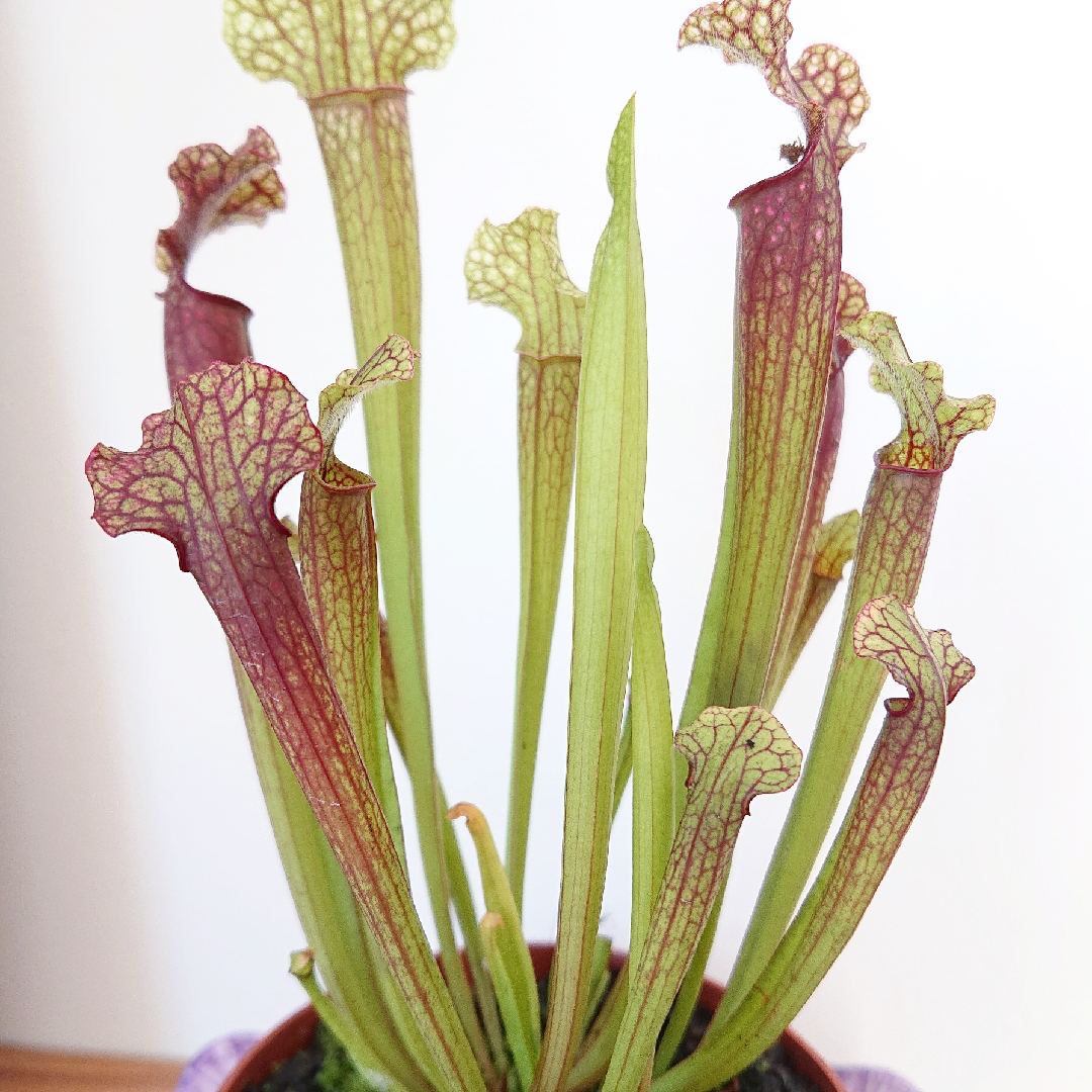Саррацения Джудит Хиндл (Sarracenia «Judith Hindle») D9см