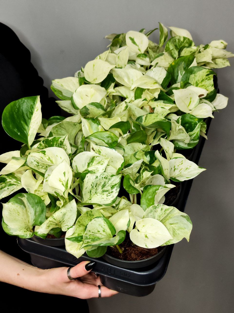 Эпипремнум Хеппи Лиф (Epipremnum Happy Leaf) D12см