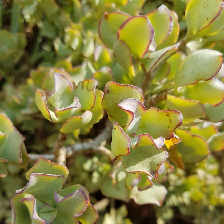 Крассула Древовидная Кудрявая (Crassula Arborescens Curly) D5см