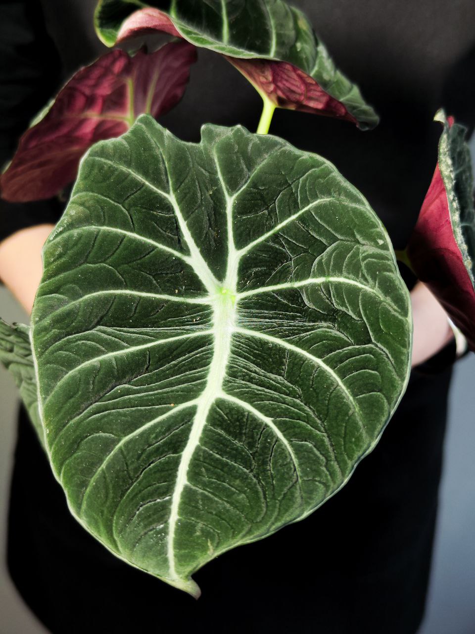 Алоказия Блэк Вельвет (Alocasia Black Velvet) D11см