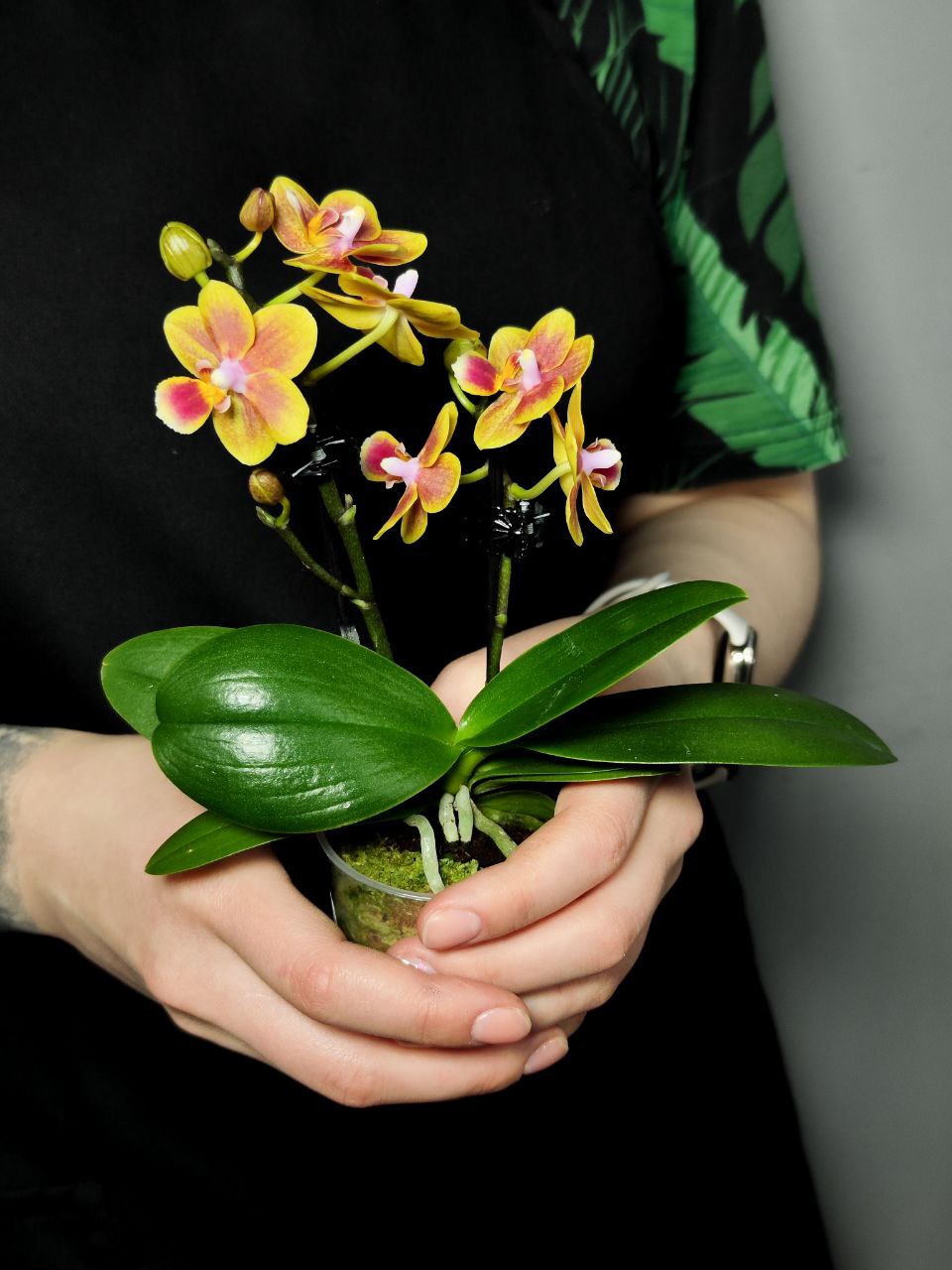 Орхидея Фаленопсис Персиковая (Phalaenopsis Multiflora) D6см
