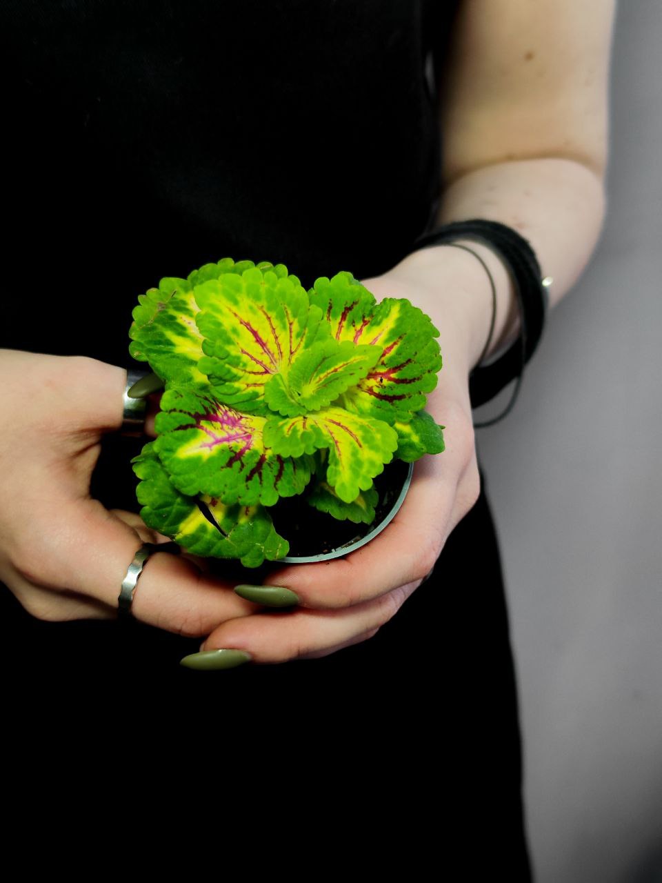 Колеус Санни (Coleus Sunny) D6см