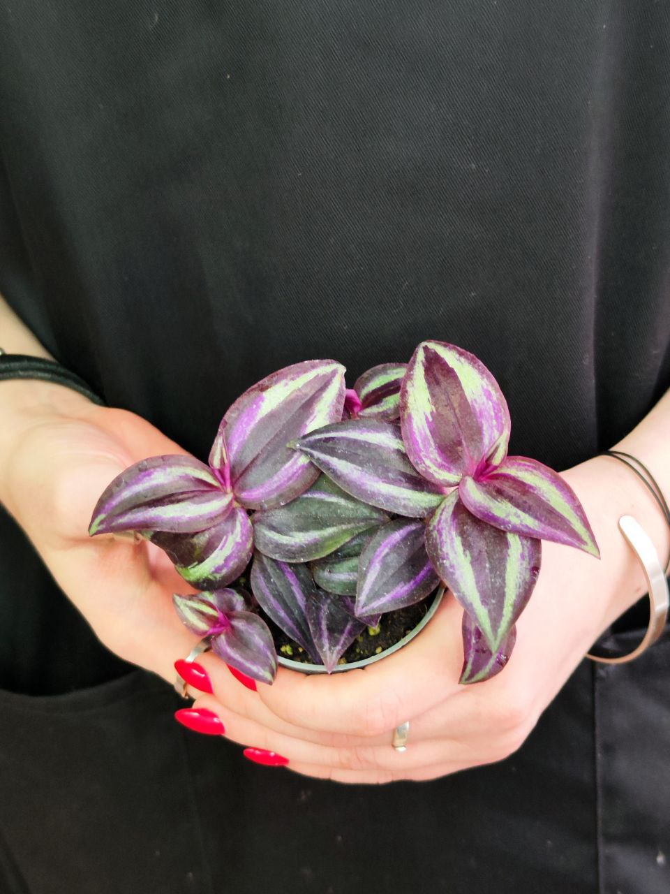 Традесканция Пурпл Джой (Tradescantia Purple Joy)  D6см