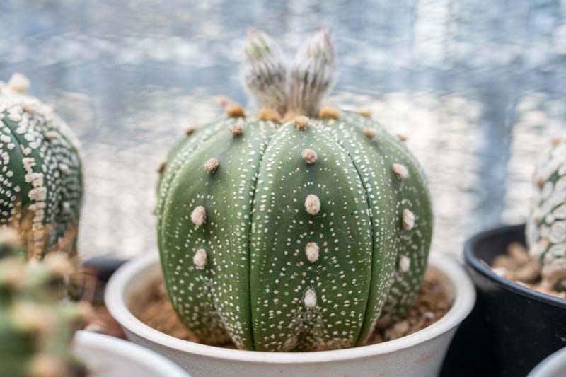 астрофитум-живой-кактус.jpg