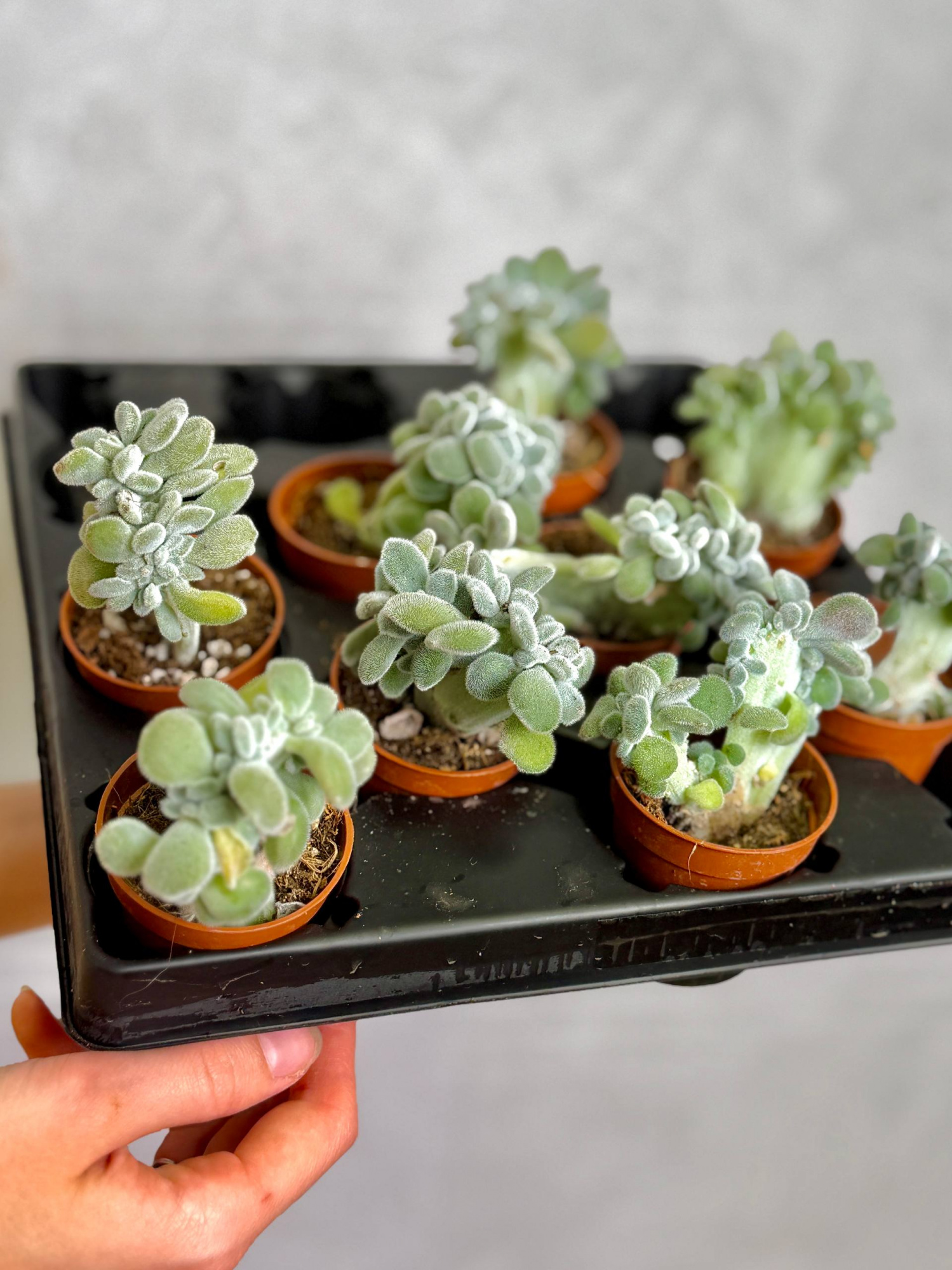Эхеверия Пульвината Фрости Кристата (Echeveria Pulvinata Frosty Cristata) D5см