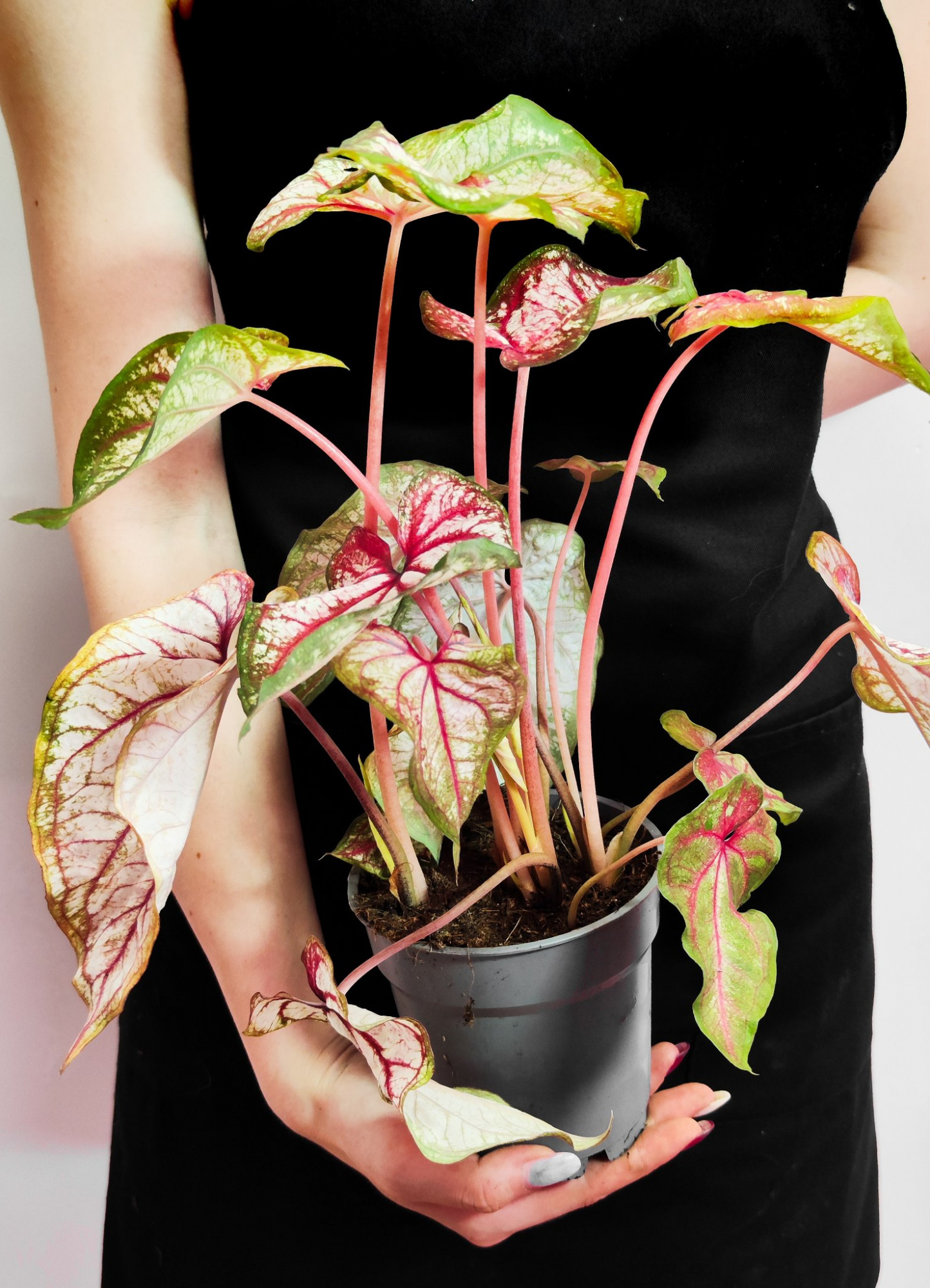 Каладиум Эксплоушн (Caladium Xplosion) D12см