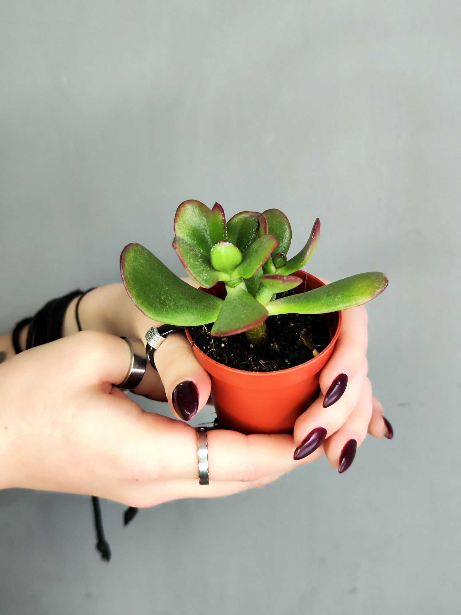 Крассула Овата Сансет (Crassula Ovata Sunset) D5см