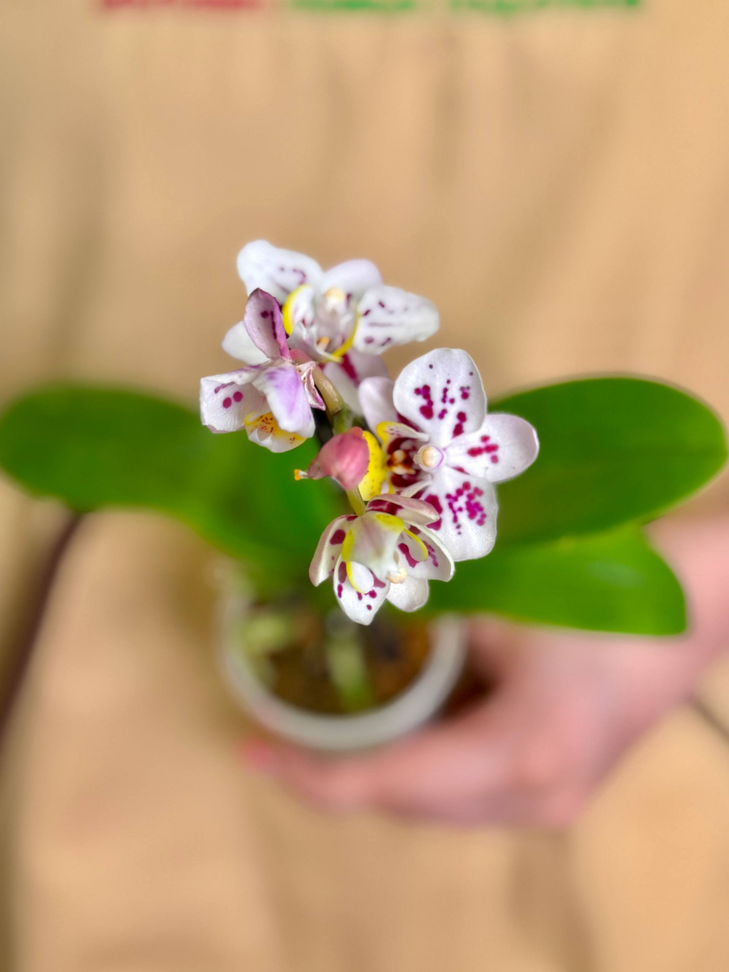 Фаленопсис Келлион (Phalaenopsis Kellion) D6см
