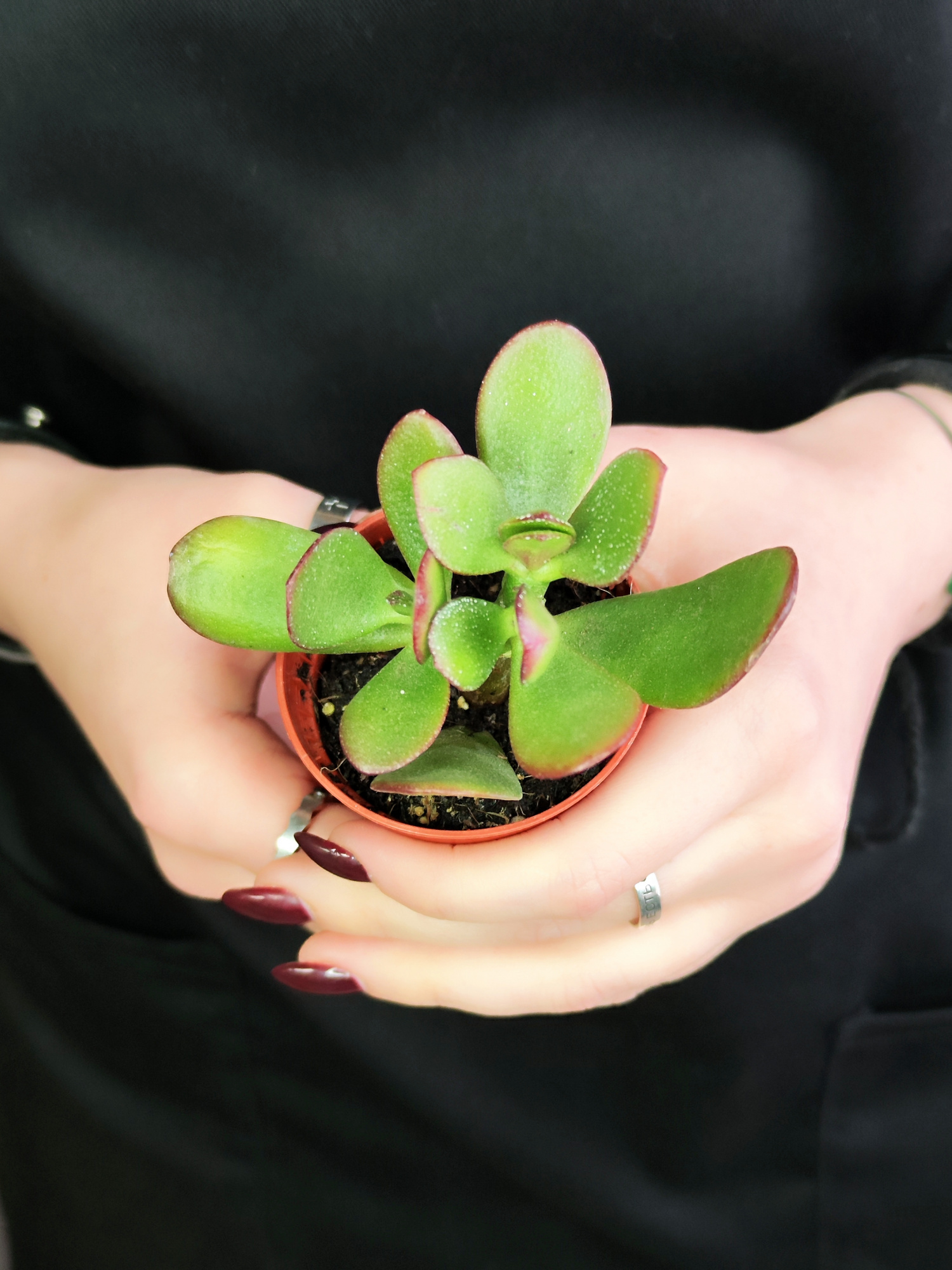 Крассула Овата Сансет (Crassula Ovata Sunset) D5см